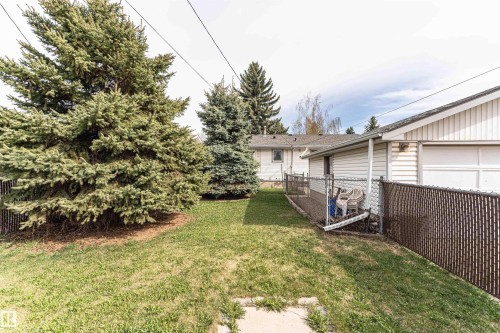Expansive backyard with a manicured lawn, mature evergreen trees, and a privacy chain-link fence - 11423 50 Avenue, Edmonton, AB - Outdoor
