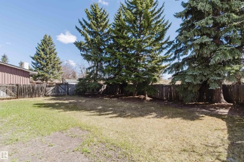 Spacious backyard featuring established evergreen trees, wood fencing, and a side gate - 10423 35 Avenue, Edmonton, AB - Outdoor