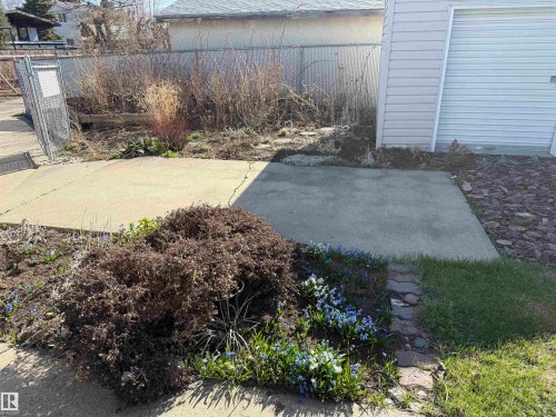 Concrete patio area featuring a chain-link fence, mature shrubbery, and garden beds with early spring blooms - 16112 87 Avenue, Edmonton, AB - Outdoor With View