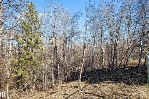 Natural wooded landscape featuring a mix of mature deciduous trees and evergreen foliage - 227 Westridge Road, Edmonton, AB - Outdoor With View