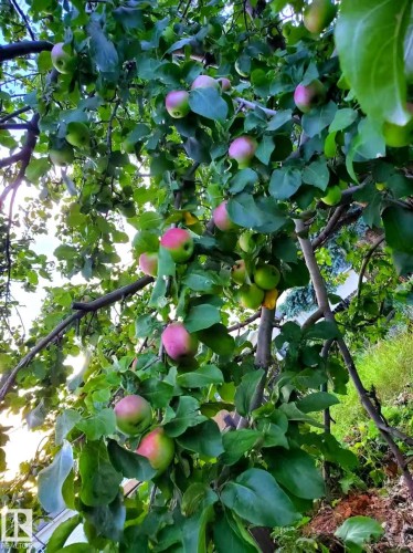 Mature fruit-bearing tree showcasing numerous green and pink apples amongst lush green foliage - 3752 114 Street, Edmonton, AB - Outdoor