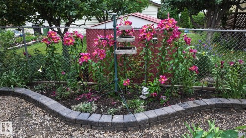 Landscaped garden bed featuring vibrant pink flowering plants, defined by a curved paver border - 11131 52 Street, Edmonton, AB - Outdoor