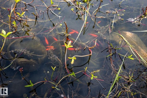 Thriving koi pond makes a wonderful addition to this gorgeous landscaped back yard. - 3608 16A Avenue, Edmonton, AB - Other
