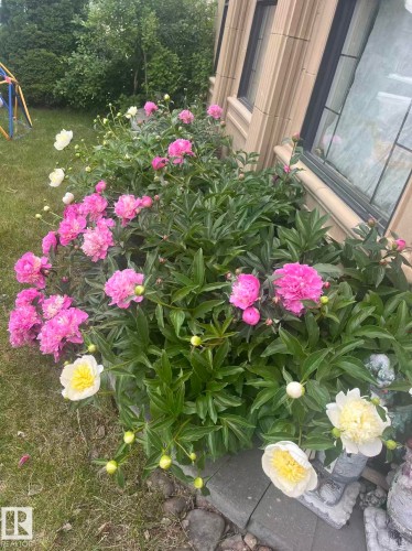 Colorful peony garden with pink and white blooms, lush green foliage, and a manicured lawn - 2408 Tegler Green, Edmonton, AB - Outdoor