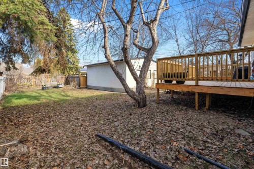 Expansive backyard featuring a natural wood-finish deck with railing, a mature deciduous tree, a large evergreen tree, and a storage shed - 11607 141 Street, Edmonton, AB - Outdoor With Deck Patio Veranda
