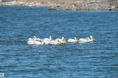 White Pelicans - 197 51268 Range Road 204, Rural Strathcona County, AB 