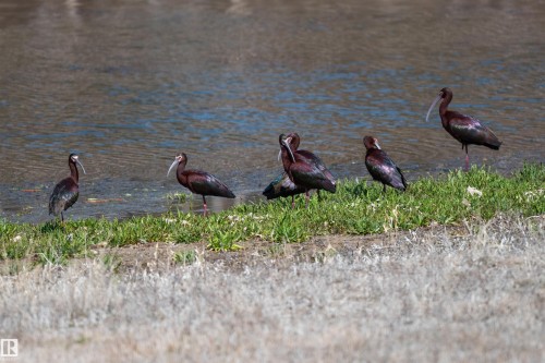 Ibis - 197 51268 Range Road 204, Rural Strathcona County, AB 