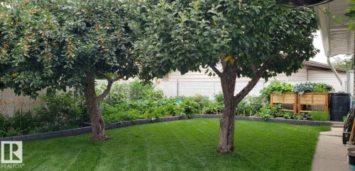 The property features a verdant lawn framed by two mature trees - 14212 30 Street, Edmonton, AB - Outdoor