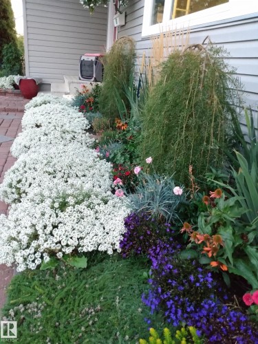 The property features a well-maintained garden bed with a variety of colorful flora, including white, purple, and pink flowering plants - 14212 30 Street, Edmonton, AB - Outdoor