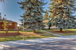 Mature evergreen trees framing a residential street with a brick-clad home and a light-colored stucco home - 