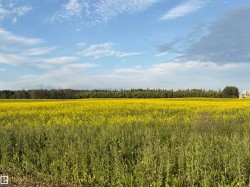 Expansive field featuring yellow flowering crops and green foliage - 