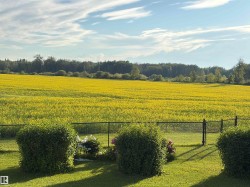 Expansive field featuring yellow blooms and a distant tree line - 
