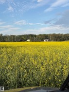 Expansive field of yellow flowering crops - 