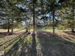 Mature evergreen trees featuring substantial trunks and verdant needles - 