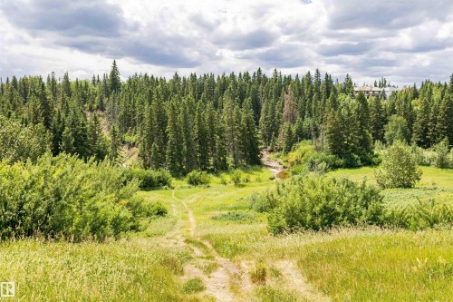 Expansive natural landscape with a lush green meadow, mature evergreen trees, dense deciduous brush, and a winding dirt path - 1235 104 Street, Edmonton, AB - Outdoor With View