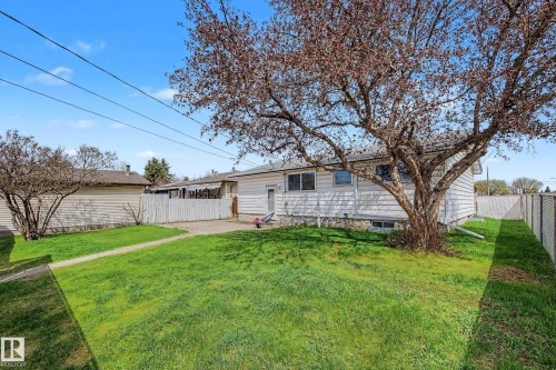 Expansive rear yard with a mature deciduous tree, green lawn, chain link fencing, and a white siding exterior - 16715 79A Avenue, Edmonton, AB - Outdoor