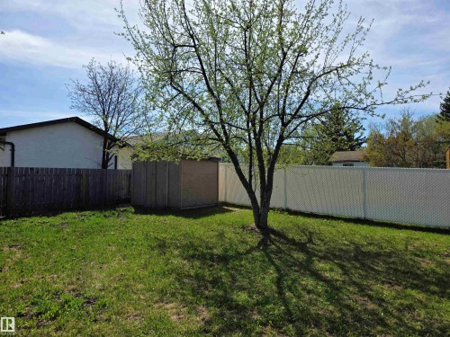 Grassy yard featuring a mature tree, a beige storage shed, a wood fence, and a white chain-link fence - 4029 55 Avenue, Drayton Valley, AB - Outdoor