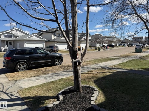 Manicured front yard featuring a tree with decorative bark mulch surround, concrete sidewalk, and a partial view of the residential street - 645 Windross Crescent, Edmonton, AB 