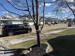 Manicured front yard featuring a tree with decorative bark mulch surround, concrete sidewalk, and a partial view of the residential street - 