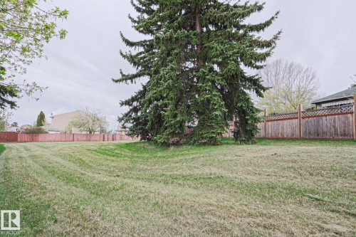 Expansive green lawn with a large evergreen tree - 35 Chungo Drive, Devon, AB - Outdoor