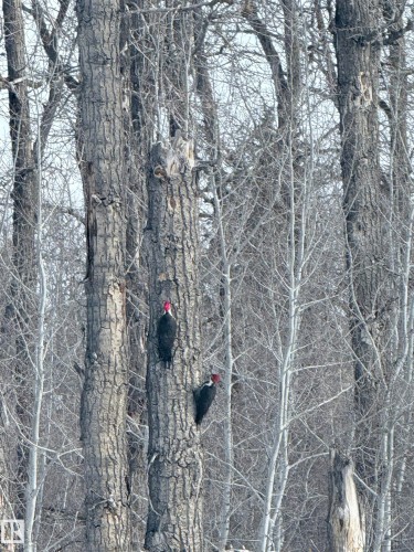 The property offers a natural setting with mature trees - 26 Edgewater Terr N, St. Albert, AB - Outdoor With View