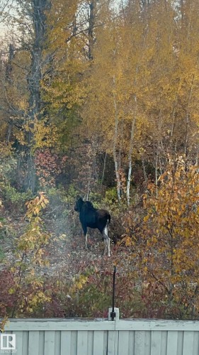 The property offers views of a natural landscape with mature trees and varied foliage - 26 Edgewater Terr N, St. Albert, AB - Outdoor