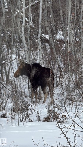 The property is situated within a natural setting, featuring a dense grove of birch trees and a significant amount of snow covering the ground - 26 Edgewater Terr N, St. Albert, AB - Outdoor With View