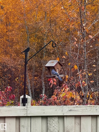 The property features a wooden fence, a bird feeder, and mature trees with autumn foliage - 26 Edgewater Terr N, St. Albert, AB - Outdoor