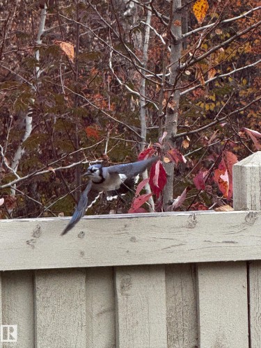 The property features a wooden fence, surrounded by trees with autumnal foliage - 26 Edgewater Terr N, St. Albert, AB - Indoor
