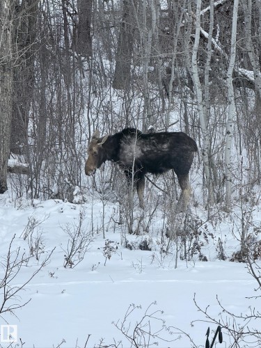 The property offers a winter landscape with snow-covered ground and a variety of trees, including bare deciduous trees - 26 Edgewater Terr N, St. Albert, AB - Outdoor With View