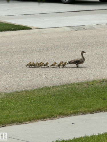 The property features a paved street and an adjacent concrete sidewalk, bordered by a well-maintained lawn - 26 Edgewater Terr N, St. Albert, AB - Outdoor
