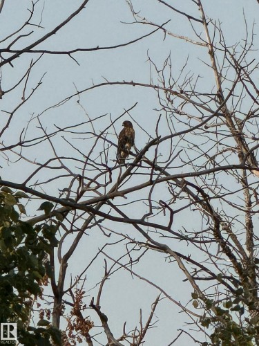 The property features mature trees with visible branches against a clear sky - 26 Edgewater Terr N, St. Albert, AB - Indoor Photo Showing Other Room