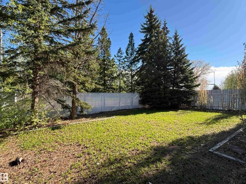 Expansive lawn area surrounded by mature evergreen trees - 3516 49 Avenue, Drayton Valley, AB - Outdoor