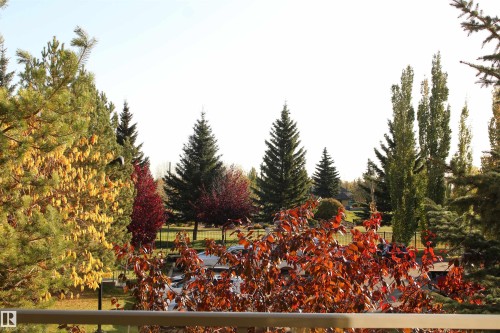 Landscaped outdoor space featuring varied mature trees and shrubs with seasonal color - 204 278 Suder Greens Drive, Edmonton, AB - Outdoor With View