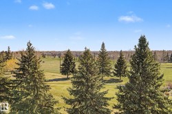 Expansive green space featuring scattered evergreen trees and a distant tree line under a clear sky - 