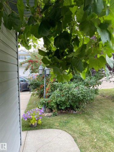 316 Wild Rose Way, Edmonton, AB - Outdoor