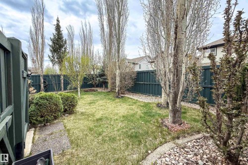 Grassed backyard with tall, slender trees, a dark green perimeter fence, established shrubs, and a gravel border - 2016 125 Street, Edmonton, AB - Outdoor