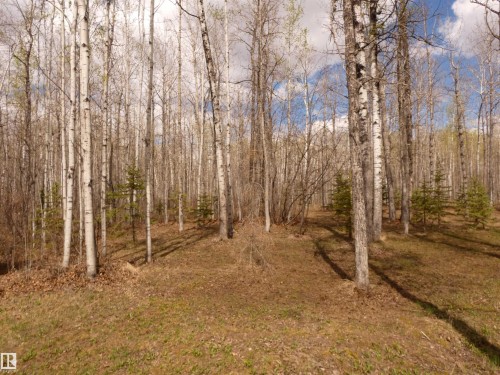 Wooded parcel featuring numerous mature trees and undergrowth - 307 Willow Place, Rural Barrhead County, AB 