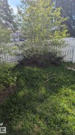 Fenced outdoor area with a mature tree and established shrubbery - 