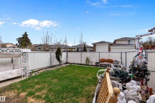 Fenced backyard with a manicured lawn, featuring a chain-link fence with privacy slats, a small evergreen shrub, and concrete edging along the perimeter - 15907 101 Street, Edmonton, AB - Outdoor