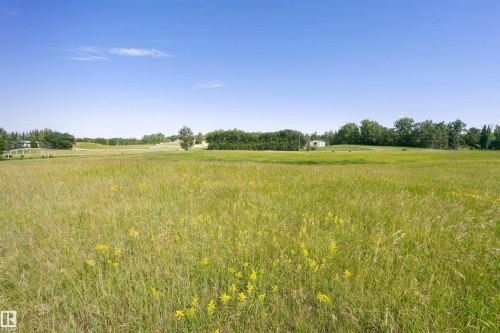 Expansive open field featuring natural grasses and scattered yellow wildflowers - 4808 50 Avenue, Sangudo, AB 