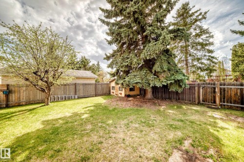 Spacious backyard featuring a manicured lawn, established trees, and a full perimeter wood fence - 9528 189 Street, Edmonton, AB - Outdoor With Backyard
