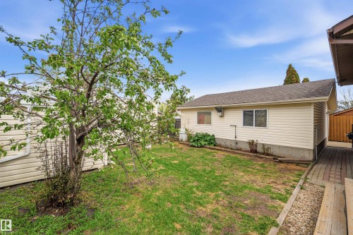 Expansive grassed yard featuring a mature tree with white blossoms, a paved pathway, and a detached structure with siding and multiple windows - 18648 57 Avenue, Edmonton, AB - Outdoor