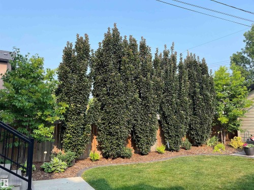 9648 83 Avenue, Edmonton, AB - Outdoor