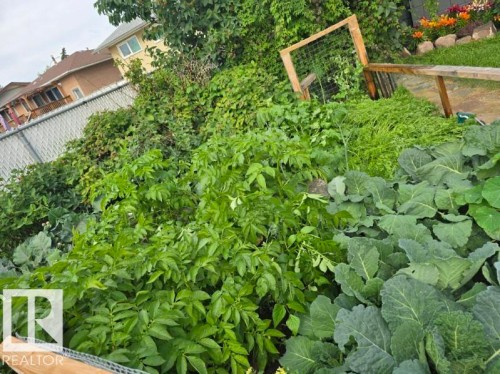 Last summer - 9828 169 Street, Edmonton, AB - Outdoor