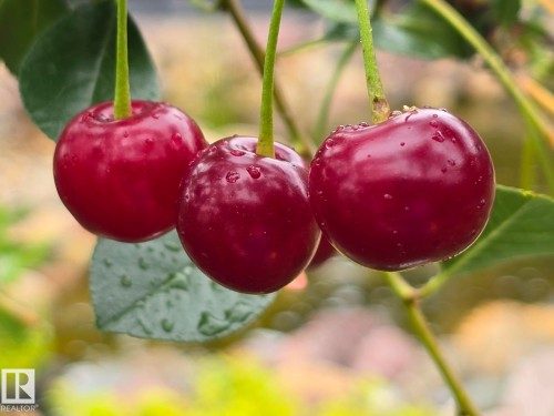 Cherry Tree cherries last summer - 9828 169 Street, Edmonton, AB - Indoor Photo Showing Bedroom