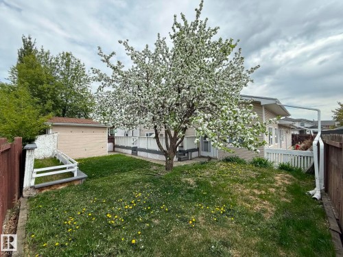 Rear exterior featuring a large flowering tree, a light-colored wood deck with white railings, and a fenced perimeter - 2812 35 Street, Edmonton, AB - Outdoor