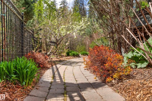 Winding paver pathway framed by lush perennial plantings and mature trees, featuring a black metal fence - 1728 Rutherford Pt Point(E) Sw, Edmonton, AB - Outdoor