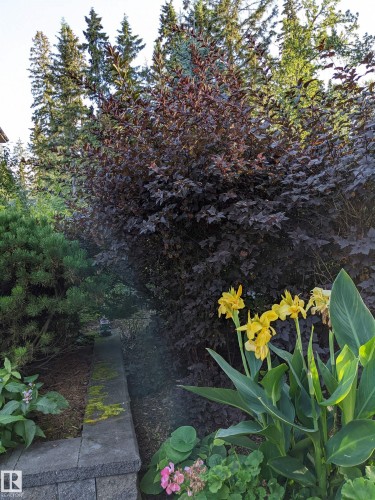 Lush landscaping featuring varied foliage and vibrant perennial plantings - 1728 Rutherford Pt Point(E) Sw, Edmonton, AB - Outdoor