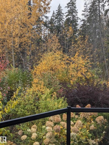 Lush natural landscaping featuring a diverse array of deciduous and evergreen trees and shrubs - 1728 Rutherford Pt Point(E) Sw, Edmonton, AB - Outdoor With View